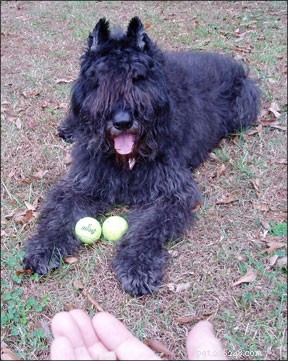 How to Address Guarding Behavior in Dogs: Eliminating Unwanted Actions