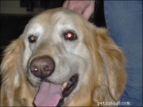 Discover the Joys and Benefits of Adopting an Older Dog