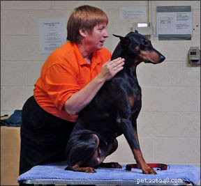 Discover the Joys and Benefits of Adopting an Older Dog