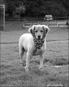 Why Dog Grooming & Skin Care Matter: Boost Health & Shine