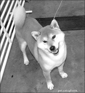 Why Dog Grooming & Skin Care Matter: Boost Health & Shine
