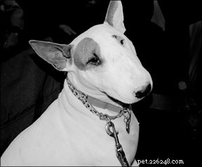 Why Dog Grooming & Skin Care Matter: Boost Health & Shine