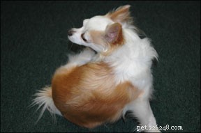 Calendula for Dogs: Safe Use, Benefits, and Application Guide