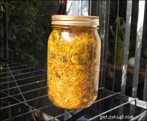 Calendula for Dogs: Safe Use, Benefits, and Application Guide