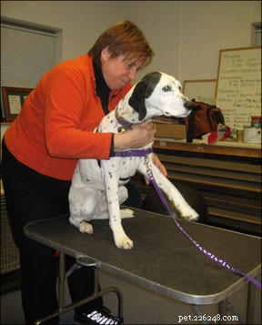 Professional Canine Chiropractic Care: Healing & Wellness