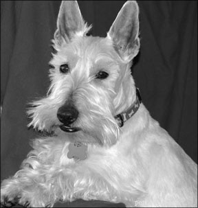 Professional Canine Chiropractic Care: Healing & Wellness