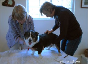 Professional Canine Chiropractic Care: Healing & Wellness