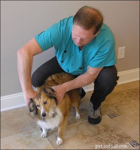 Professional Canine Chiropractic Care: Healing & Wellness