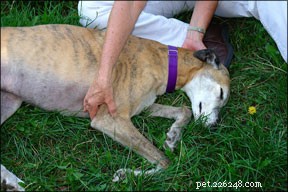 5 Proven Acupressure Points to Boost Your Dog s Health