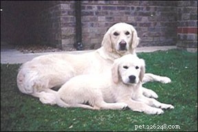 Unlock Canine Wellness: Energy Medicine & Holistic Care for Dogs
