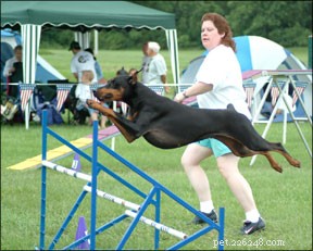 Unlock Canine Wellness: Energy Medicine & Holistic Care for Dogs