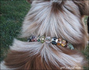 Earth Energy Healing for Dogs: How Crystals Promote Wellness