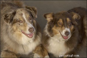 Earth Energy Healing for Dogs: How Crystals Promote Wellness