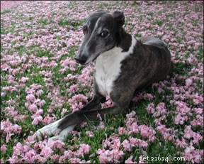 Earth Energy Healing for Dogs: How Crystals Promote Wellness