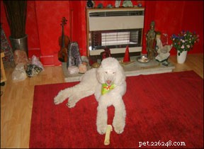 Earth Energy Healing for Dogs: How Crystals Promote Wellness