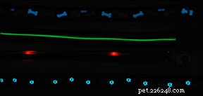 Enhancing Nighttime Dog Walks: Visibility Solutions for Safer Strolls