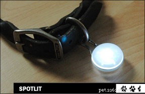 Enhancing Nighttime Dog Walks: Visibility Solutions for Safer Strolls