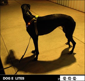 Enhancing Nighttime Dog Walks: Visibility Solutions for Safer Strolls