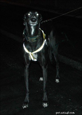 Enhancing Nighttime Dog Walks: Visibility Solutions for Safer Strolls