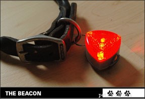 Enhancing Nighttime Dog Walks: Visibility Solutions for Safer Strolls