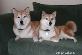 Evaluating Alternative Dog Health Claims: Myth or Medicine?
