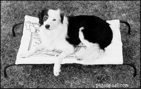 The Science Behind Homeopathy for Dogs: Helping Your Pet Heal Naturally