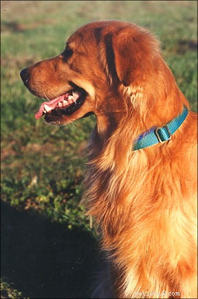 The Science Behind Homeopathy for Dogs: Helping Your Pet Heal Naturally