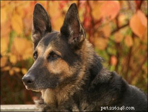 Energy Healing for Dogs: Trusted Therapies Explained