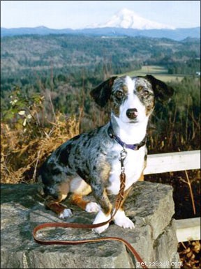 Energy Healing for Dogs: Trusted Therapies Explained
