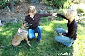 Energy Healing for Dogs: Trusted Therapies Explained