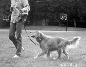 Top Leashes, Collars & Harnesses for Effective Positive Training
