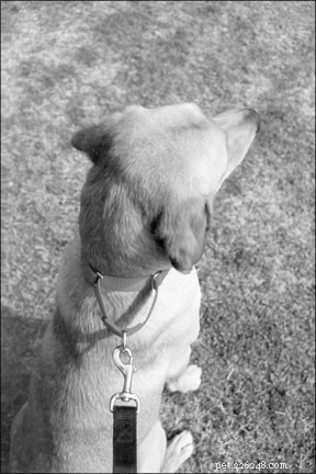 Top Leashes, Collars & Harnesses for Effective Positive Training
