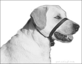 Top Leashes, Collars & Harnesses for Effective Positive Training