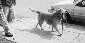 Top Leashes, Collars & Harnesses for Effective Positive Training