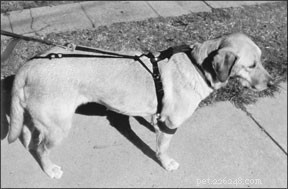 Top Leashes, Collars & Harnesses for Effective Positive Training