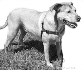 Top Leashes, Collars & Harnesses for Effective Positive Training