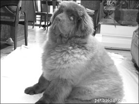 Avoid Common Hazards That Endanger Your Dog