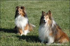 Can Senior and Puppy Dogs Thrive Together? Expert Tips for Harmony