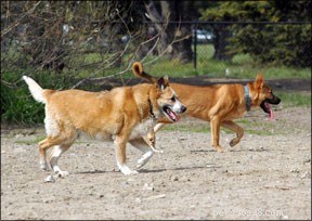 Can Senior and Puppy Dogs Thrive Together? Expert Tips for Harmony