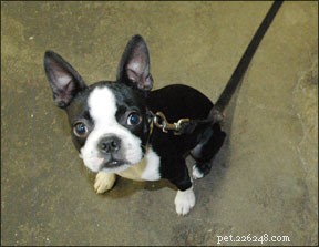 Can Senior and Puppy Dogs Thrive Together? Expert Tips for Harmony
