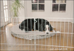 Can Senior and Puppy Dogs Thrive Together? Expert Tips for Harmony