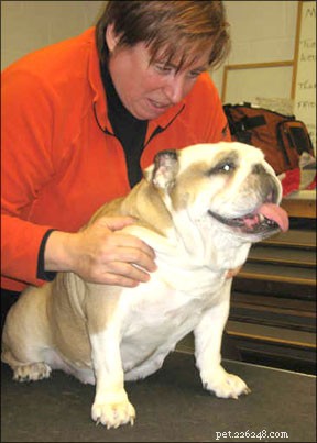 Food & Friends: Corrections to Dog Food Brands and Nutrition Facts