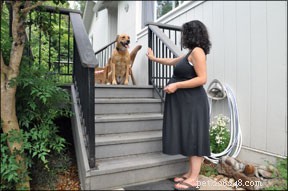 Choosing the Ideal Family Dog and Preparing Them for Life with Kids