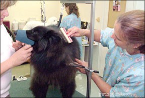 How to Train Your Dog to Wear a Muzzle Comfortably and Confidently