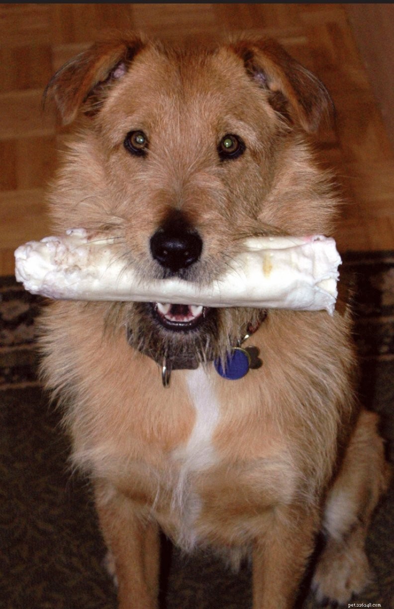 How to Choose a Safe and Satisfying Rawhide Chew for Your Dog