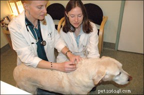 Comprehensive Pet Insurance: Protect Your Furry Friends from Unexpected Vet Costs