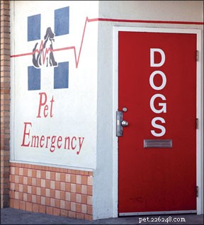Comprehensive Pet Insurance: Protect Your Furry Friends from Unexpected Vet Costs