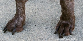 Train Your Dog for Calm, Safe Grooming Sessions