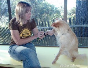 Train Your Dog for Calm, Safe Grooming Sessions