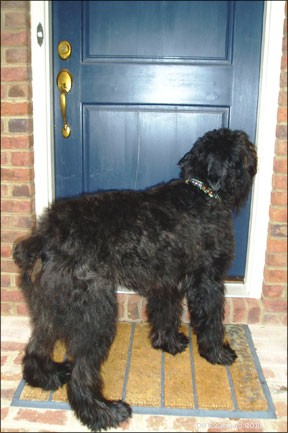 Cognitive Dysfunction Syndrome in Senior Dogs: Signs, Care, and Home Management